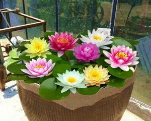 Tips for growing lotus in soil (master suitable soil conditions and maintenance methods to easily grow lotus) 1