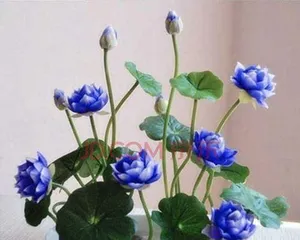 Tips for growing lotus in soil (master suitable soil conditions and maintenance methods to easily grow lotus) 2