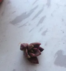 Graptopetalum paraguayense Repotting and Care Guide (How to Repot Graptopetalum paraguayense Correctly for Healthy Growth?) 3