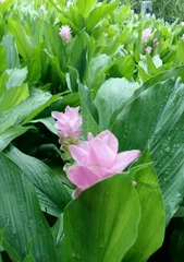 Tips for growing lotus in soil (master suitable soil conditions and maintenance methods to easily grow lotus) 3