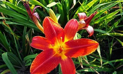 Planting and Caring for Perennial Flowers (Master the Growth Cycle of Perennial Flowers to Create a Beautiful Scene in Your Garden) 1