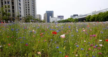 Planting and Caring for Perennial Flowers (Master the Growth Cycle of Perennial Flowers to Create a Beautiful Scene in Your Garden) 2