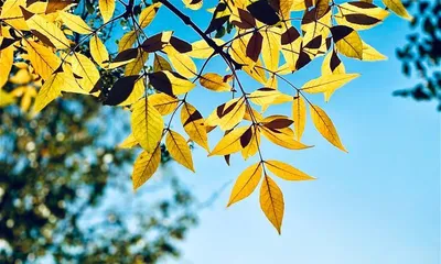 Exploring Beautiful Forests (15 Trees, Incredibly Beautiful) 2