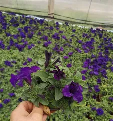 Planting and Caring for Perennial Flowers (Master the Growth Cycle of Perennial Flowers to Create a Beautiful Scene in Your Garden) 3