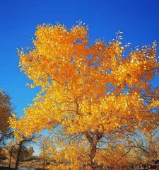 Exploring Beautiful Forests (15 Trees, Incredibly Beautiful) 3