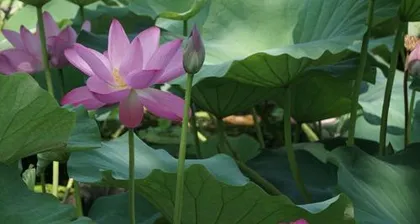 荷花的生长过程(荷花花期多长时间,开花多久凋谢,如何养护)1