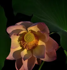 荷花的生长过程(荷花花期多长时间,开花多久凋谢,如何养护)2