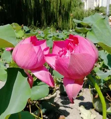 荷花的生长过程(荷花花期多长时间,开花多久凋谢,如何养护)3