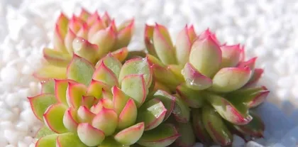 Creating Beautiful Lotus Succulents, A Big Reveal of Care Methods (How to Make Lotus Succulents Grow Stronger and More Beautiful) 1