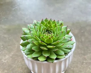 Creating Beautiful Lotus Succulents, A Big Reveal of Care Methods (How to Make Lotus Succulents Grow Stronger and More Beautiful) 3