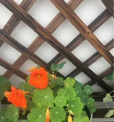 Are nasturtiums suitable for indoor cultivation? (Understand the characteristics and care methods of nasturtiums to help you create a beautiful garden at home.) 1
