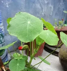Are nasturtiums suitable for indoor cultivation? (Understand the characteristics and care methods of nasturtiums to help you create a beautiful garden at home.) 2