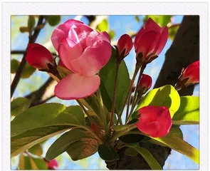 Flowering Crabapple Care Tips—Can