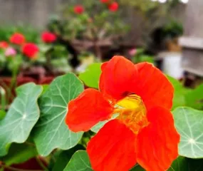 Are nasturtiums suitable for indoor cultivation? (Understand the characteristics and care methods of nasturtiums to help you create a beautiful garden at home.) 3
