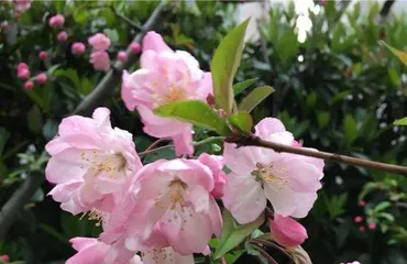 Flowering Crabapple Care Tips—Can