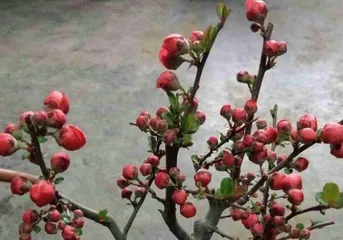 Flowering Crabapple Care Tips—Can