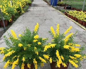 耐寒花卉,美丽的四季之选(探究多年生耐寒花卉的品种和养护技巧)1