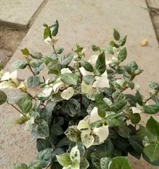 耐寒花卉,美丽的四季之选(探究多年生耐寒花卉的品种和养护技巧)2