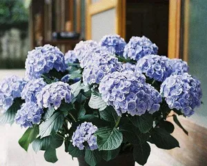 耐寒花卉,美丽的四季之选(探究多年生耐寒花卉的品种和养护技巧)3