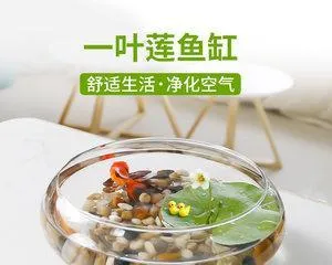 玻璃鱼缸适合养什么花？（探秘玻璃鱼缸花卉养护）1