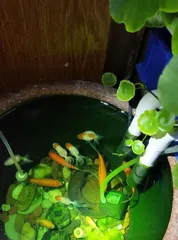 玻璃鱼缸适合养什么花？（探秘玻璃鱼缸花卉养护）2