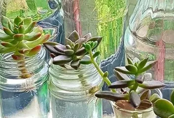 多肉养护（了解多菌灵水，让多肉植物更健康）1