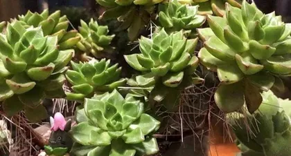 多肉养护（了解多菌灵水，让多肉植物更健康）2