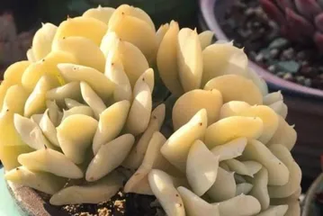 多肉养护（了解多菌灵水，让多肉植物更健康）3