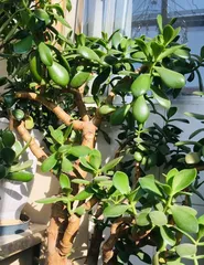 玻璃翠养殖方法详解(打造翠绿清爽的盆景植物)1