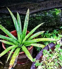 Winter Care, Be Careful of Pineapple Potted Plants Freezing to Death! (Pay attention to these key points to help your pineapple potted plants survive the winter!) 1