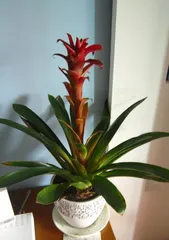 Winter Care, Be Careful of Pineapple Potted Plants Freezing to Death! (Pay attention to these key points to help your pineapple potted plants survive the winter!) 2