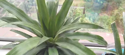 Winter Care, Be Careful of Pineapple Potted Plants Freezing to Death! (Pay attention to these key points to help your pineapple potted plants survive the winter!) 3