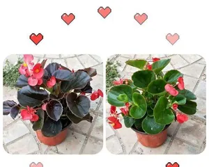 How to water and care for Impatiens walleriana correctly? (Different seasons, different watering strategies!) 1