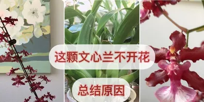 Reasons for Orchids Not Blooming (Analysis from Three Aspects: Environment, Care, and Pests and Diseases) 1