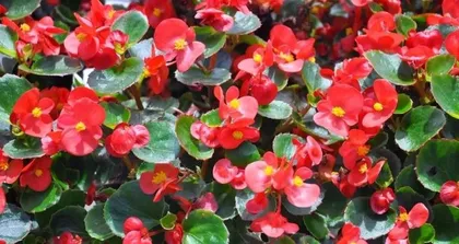 How to water and care for Impatiens walleriana correctly? (Different seasons, different watering strategies!) 3