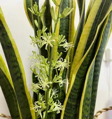 Reasons for Orchids Not Blooming (Analysis from Three Aspects: Environment, Care, and Pests and Diseases) 2