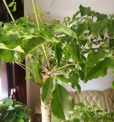 How to scientifically water and care for the China Doll Plant (watering frequency, watering methods, precautions) 1