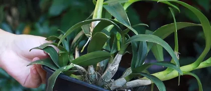 Reasons for Orchids Not Blooming (Analysis from Three Aspects: Environment, Care, and Pests and Diseases) 3