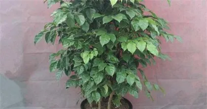 How to scientifically water and care for the China Doll Plant (watering frequency, watering methods, precautions) 2