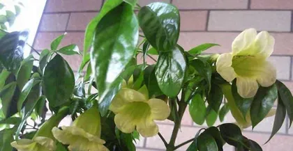 How to scientifically water and care for the China Doll Plant (watering frequency, watering methods, precautions) 3