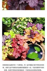 Cold Tolerance Temperature and Care Tips for Coleus (Mastering Coleus Cold Tolerance Knowledge, Letting it Bloom with Charming Colors in Winter)1