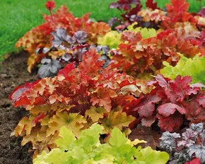 Cold Tolerance Temperature and Care Tips for Coleus (Mastering Coleus Cold Tolerance Knowledge, Letting it Bloom with Charming Colors in Winter)2