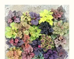 Cold Tolerance Temperature and Care Tips for Coleus (Mastering Coleus Cold Tolerance Knowledge, Letting it Bloom with Charming Colors in Winter)3