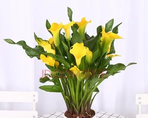 Toxicity and Indoor Care Guide for Colored Calla Lilies (Know These to Grow Calla Lilies with Peace of Mind) 2