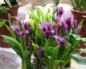 Toxicity and Indoor Care Guide for Colored Calla Lilies (Know These to Grow Calla Lilies with Peace of Mind) 3