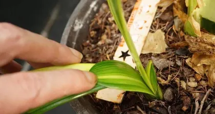 A Guide to Caring for Colorful Succulents (Create Beautiful Succulent Pots, Master These Techniques and That