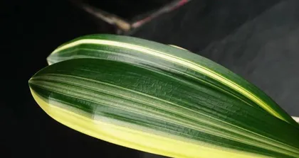 A Guide to Caring for Colorful Succulents (Create Beautiful Succulent Pots, Master These Techniques and That