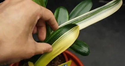 A Guide to Caring for Colorful Succulents (Create Beautiful Succulent Pots, Master These Techniques and That