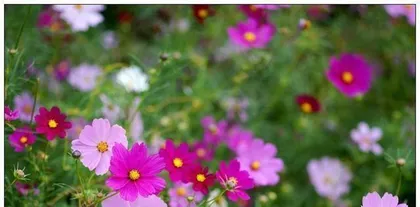 Cultivation Methods and Care Tips for Cosmos (Easily Grow a Beautiful Flower Field, Enjoy a Splendid Scene) 1
