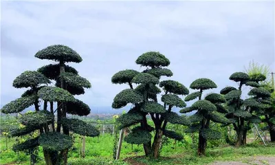 Ficus microcarpa Repotting Time and Care Methods (Creating a Healthy and Beautiful Ficus microcarca Miniature Potted Plant) 1